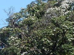 Macrolearia oporina