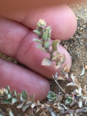 Atriplex coulteri