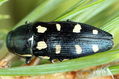Buprestis octoguttata