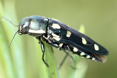 Buprestis octoguttata
