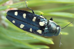 Buprestis octoguttata