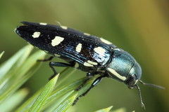 Buprestis octoguttata