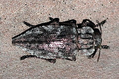 Dicerca moesta