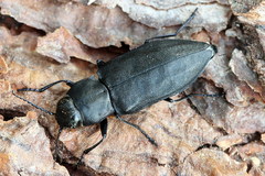 Melanophila acuminata