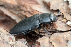 Melanophila acuminata