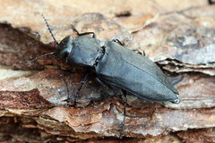 Melanophila acuminata