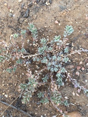 Atriplex coulteri