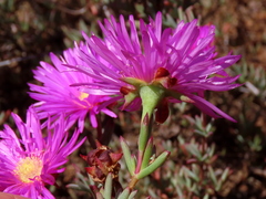 Lampranthus stenopetalus