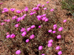 Lampranthus stenopetalus