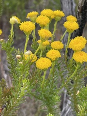 Chrysocoma coma-aurea