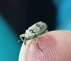 Mitrastethus baridioides