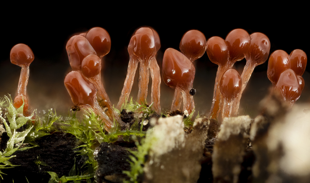 Hemitrichia minor