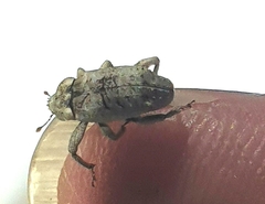 Mitrastethus baridioides