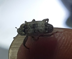 Mitrastethus baridioides