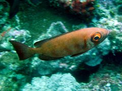 Priacanthus hamrur