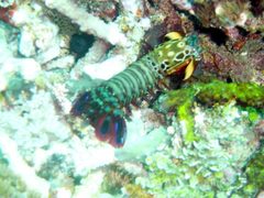 Odontodactylus scyllarus