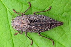 Dicerca furcata
