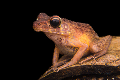 Pulchrana baramica