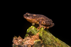 Ingerophrynus divergens
