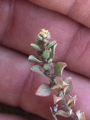 Atriplex coulteri