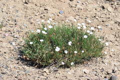Convolvulus tragacanthoides