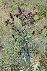 Arctium lappaceum