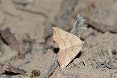 Eilicrinia subcordaria