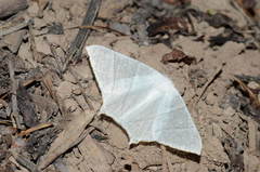 Ourapteryx purissima