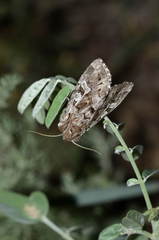 Pachetra sagittigera