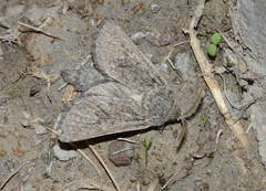 Semagystia cossoides