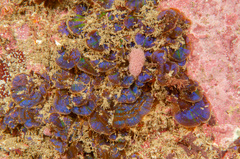 Distromium flabellatum