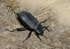 Blaps transversalis