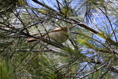 Acrocephalus australis