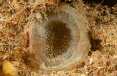 Clavelina australis