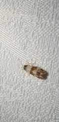 Conchylis