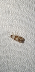 Conchylis
