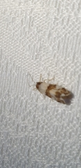 Conchylis