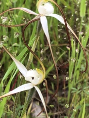 Caladenia versicolor