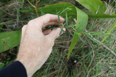 Pimelea neoanglica