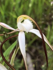 Caladenia versicolor