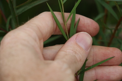 Pimelea neoanglica