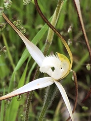 Caladenia versicolor