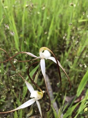 Caladenia versicolor