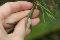 Pimelea neoanglica