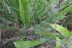 Pimelea neoanglica