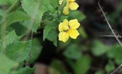 Goodenia grandiflora