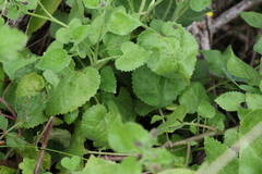Goodenia grandiflora