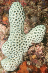 Holopsamma laminaefavosa