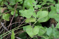 Goodenia grandiflora