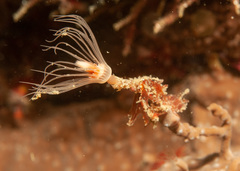 Tubulariidae